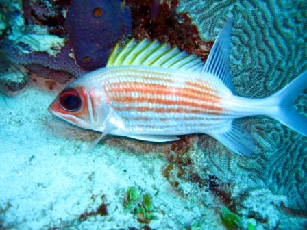 Squirrel fish - Mexico